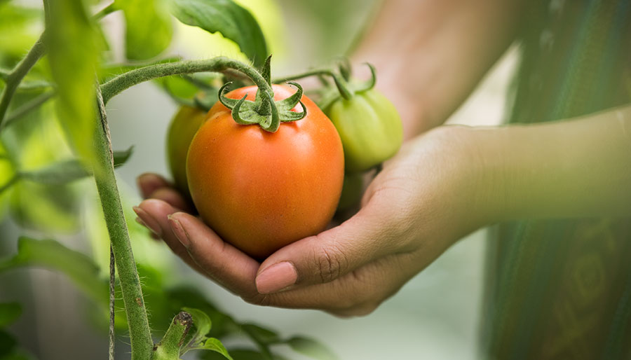 Agricenter Zevilla - Agroquímicos en méxico