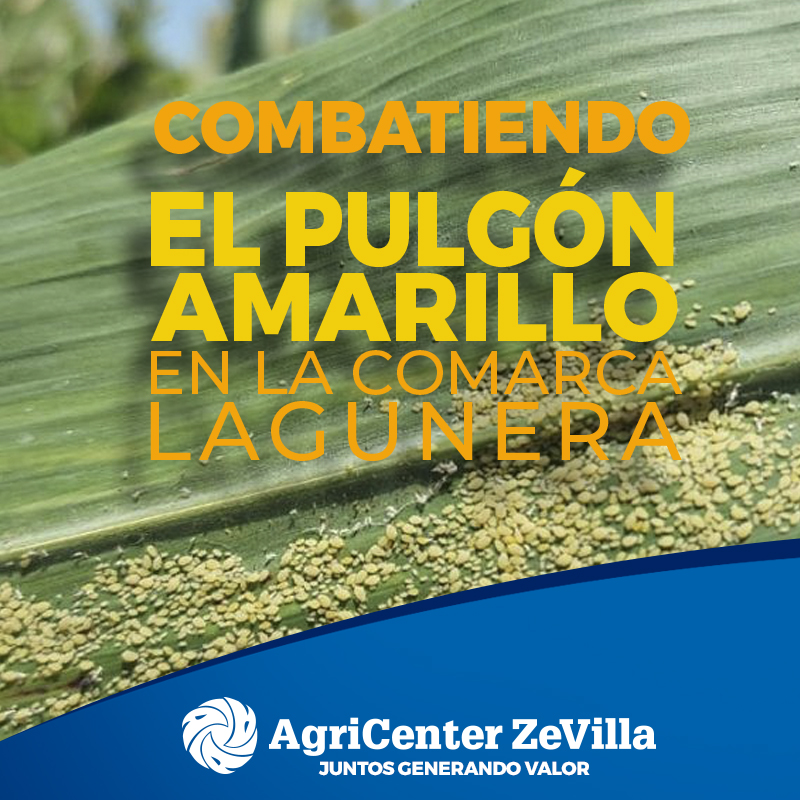 Agricenter Zevilla combatiendo el Pulgón Amarillo en la Comarca Lagunera