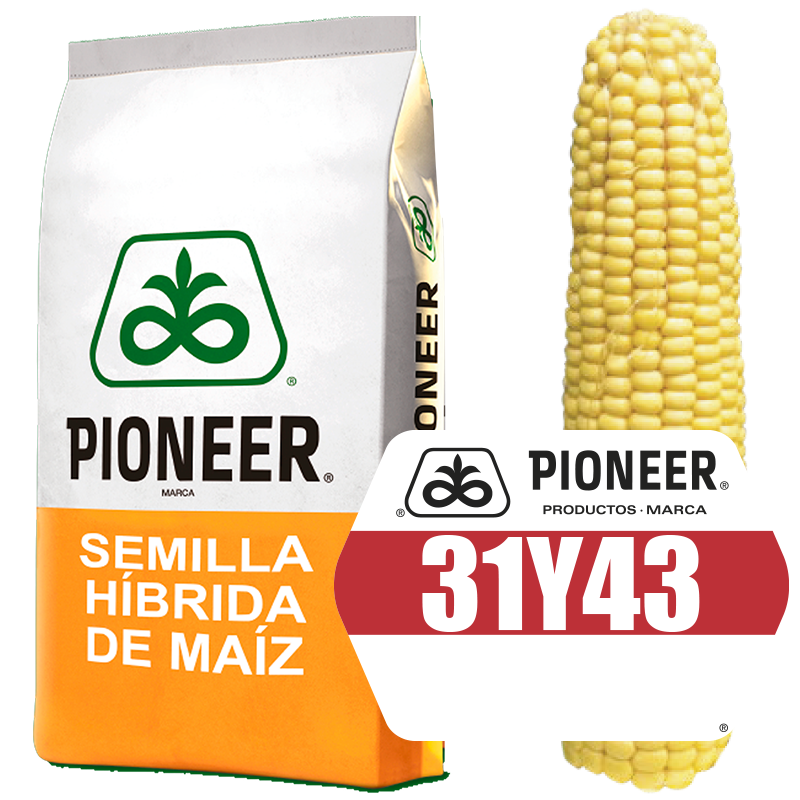 31Y43 Semilla de Maíz