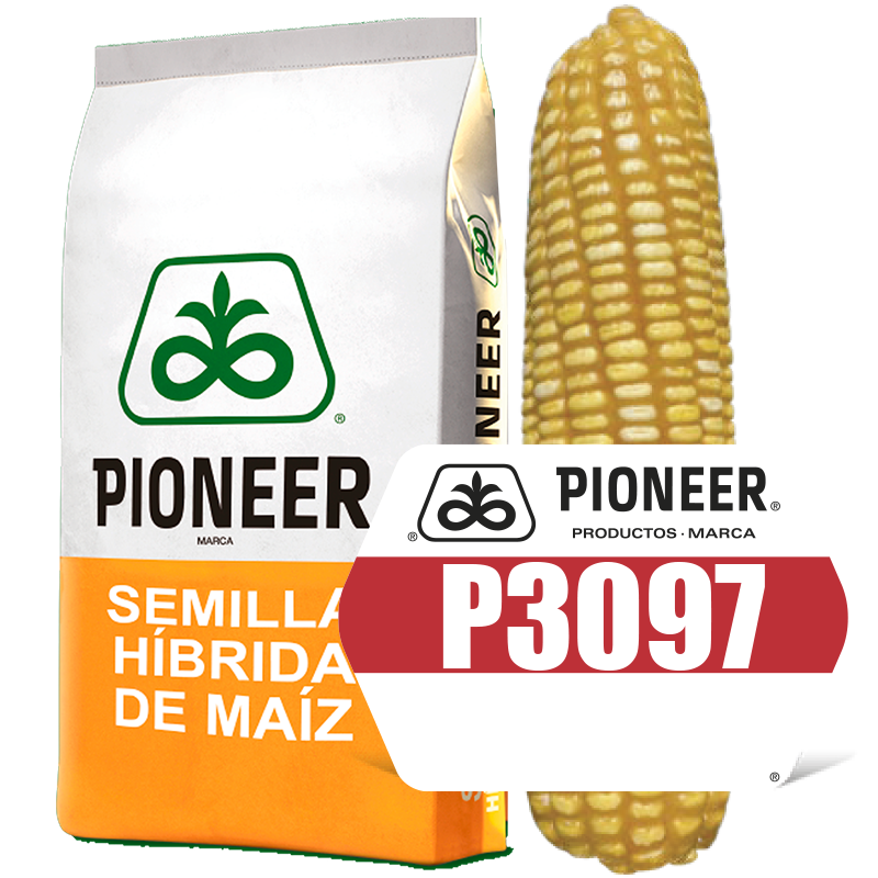 P3097W Semilla de Maíz
