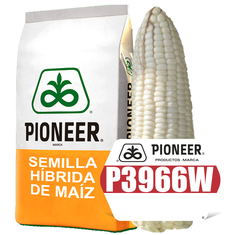 P3966W Semilla de Maíz