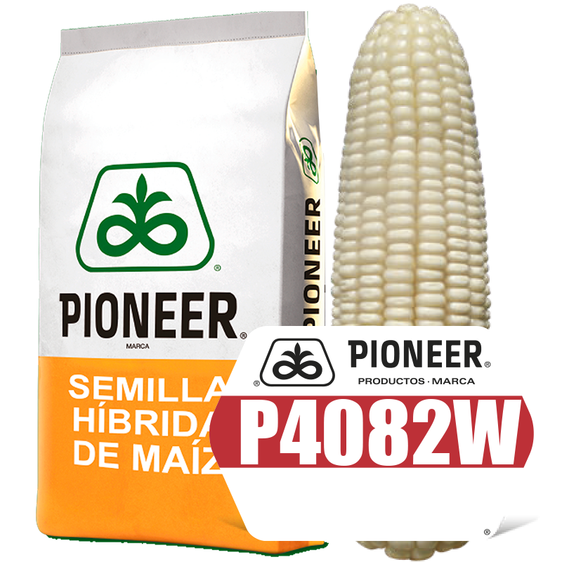 P4082W Semilla de Maíz